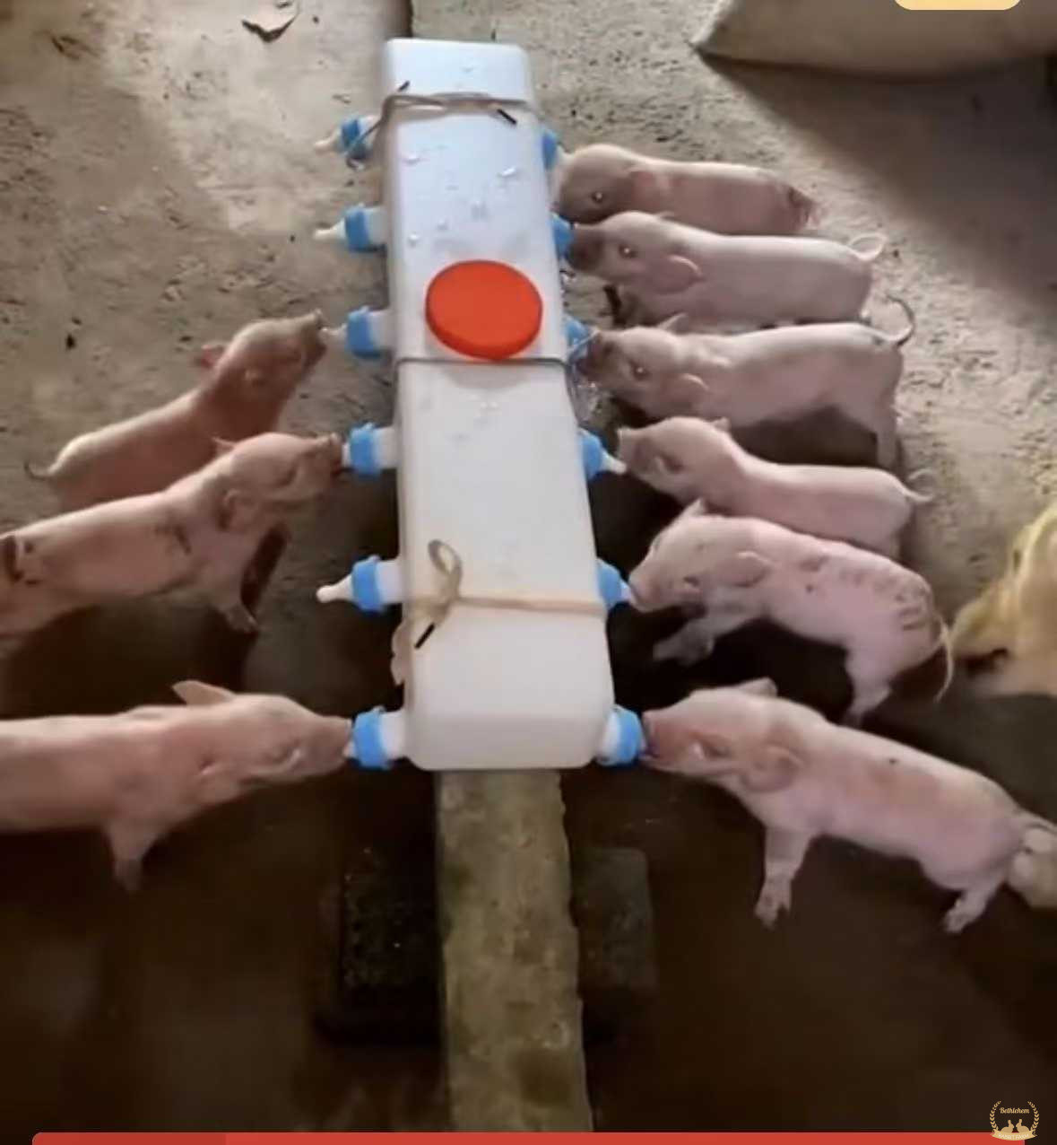Plastic Pig Feeder Equipment for Milk Feeding for Pigs & Other Animals